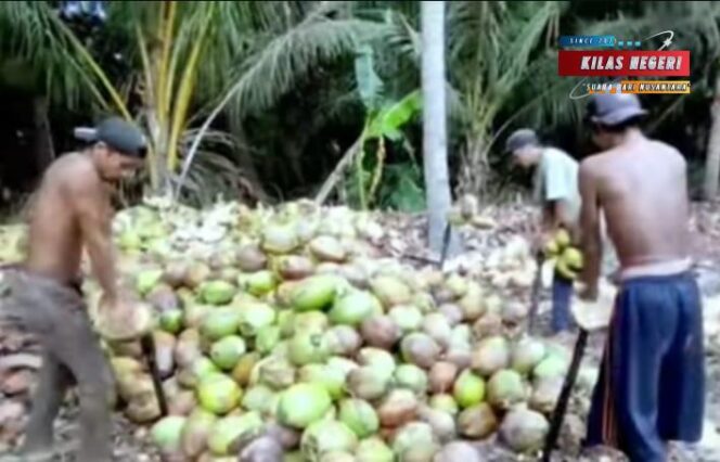 Ekspor Kelapa Meningkat, Kesejahteraan Petani Tak Juga Menghijau
