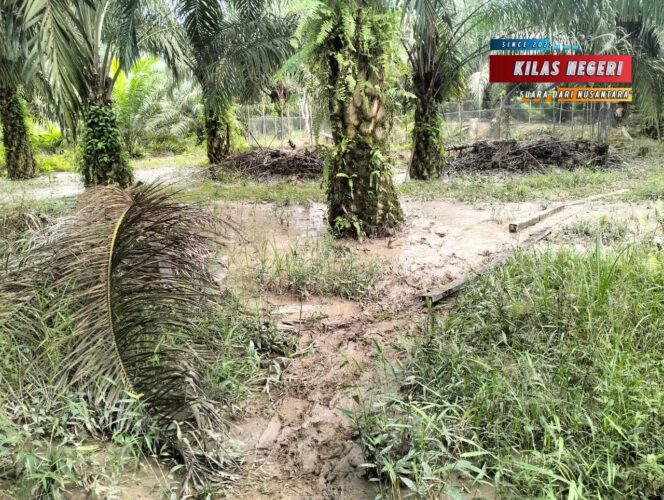 Diduga Kebal Hukum, Dinas Lingkungan Hidup Tekuk Lutut Di hadapan PT. Prima Coal, Warga di PHP