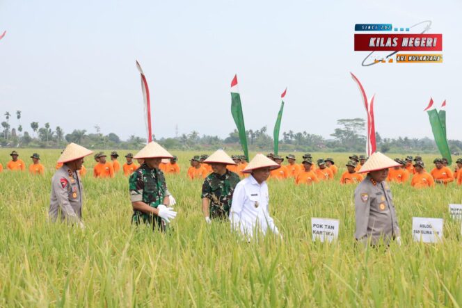 
Dukung Program Ketahanan Pangan, Danlantamal I Hadiri Panen Raya Padi Bersama Panglima TNI