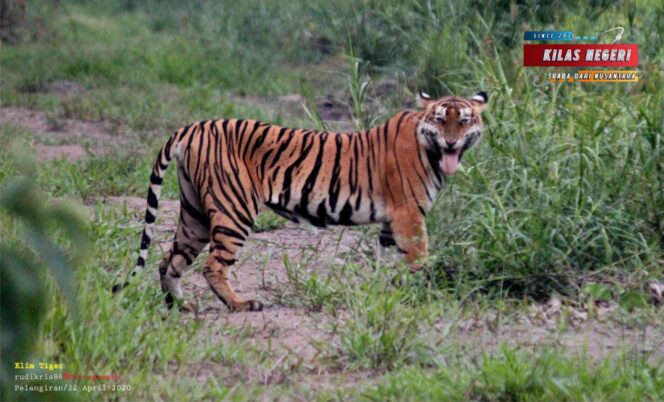 Mengenal Kearifan Lokal tentang Harimau Sumatra dalam Peringatan Global Tiger Day 2025