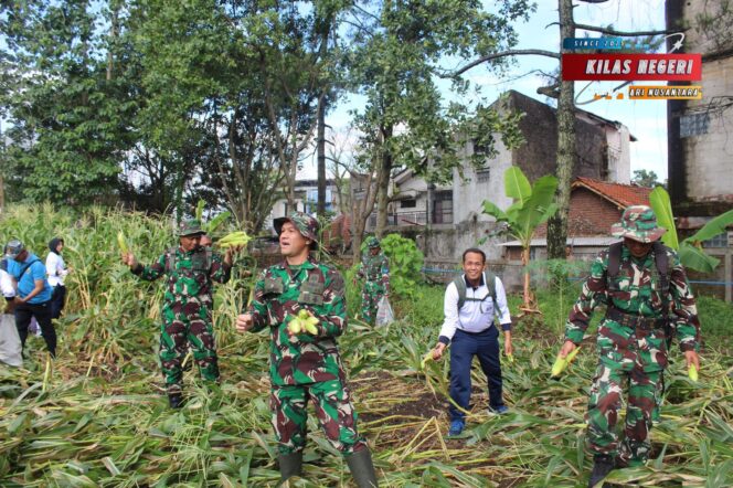 
Program Ketahanan Pangan TNI Angkatan Laut, Danlanal Bandung Laksanakan Panen Jagung dan Panen Raya Ketahanan Pangan Lanal Bandung