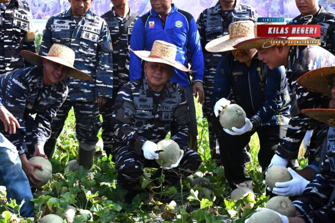 
Dukung Program Ketahanan Pangan Melalui Bintahwilmar, Lantamal I Tabur Bibit Ikan Nila dan Panen Buah Melon