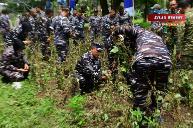 
Pangkalan TNI Angkatan Laut Bandung Gelar Panen Raya Kacang Kedelai Secara Serentak oleh TNI AL
