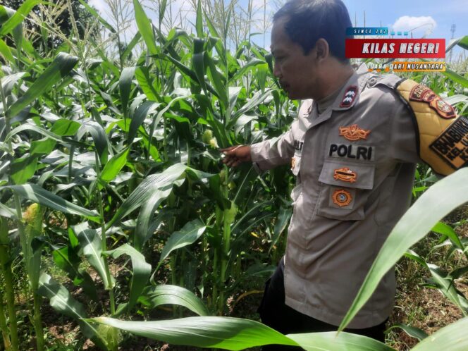 
Polisi Peduli Ketahanan Pangan: Bhabinkamtibmas Ujung Menteng Dampingi Warga Mengolah Pekarangan Produktif