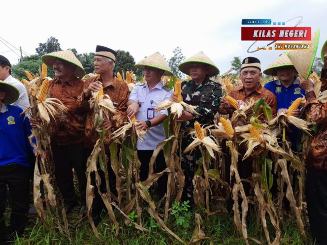 
Koramil Legok Kawal Panen Jagung Perkuat Ketahanan Pangan Cisauk