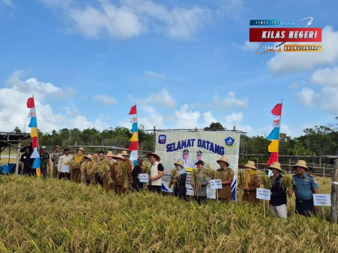 
Lanal Bintan Dukung Ketahanan Pangan Melalui Kegiatan Panen Perdana Padi Gogo, Perkuat Sinergi TNI–Masyarakat