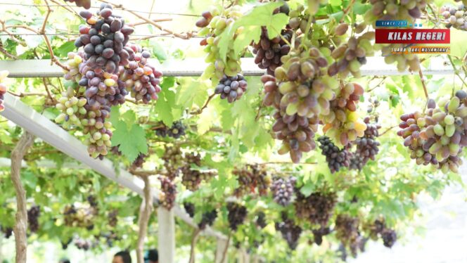 
Jadi Kawasan Agrowisata Favorit Kota Palu, Kebun Anggur Duyu Bangkit Bukti Kerja GTRA