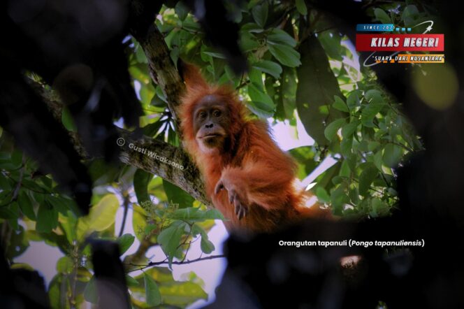 
Mengenal Primata Indonesia Paling Terancam di Dunia, Dalam Peringatan Hari Primata Indonesia 2026