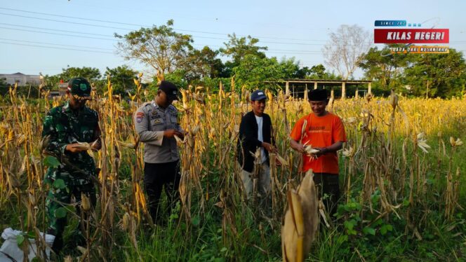 
Jaga Ketahanan Pangan, Babinsa Koramil Rajeg Bantu Panen Jagung