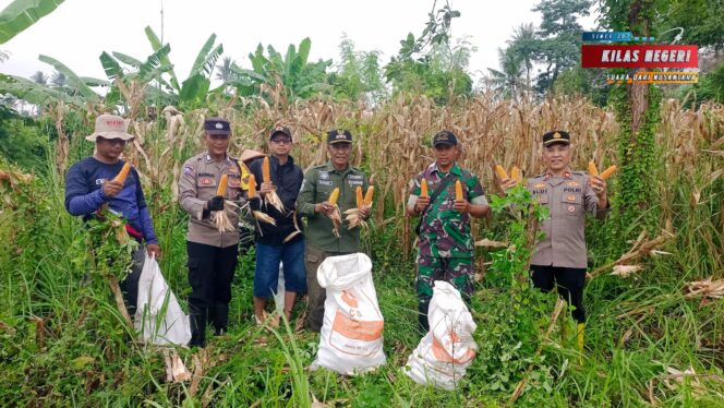
Panen 2,8 Ton Jagung di Sukamanah, Bukti Nyata Penguatan Ketahanan Pangan