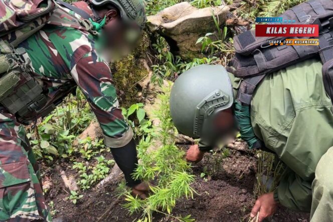 
Satgas Swasembada Berhasil Ungkap Ladang Ganja di Pegunungan Bintang, Puluhan Tanaman Siap Panen Diamankan